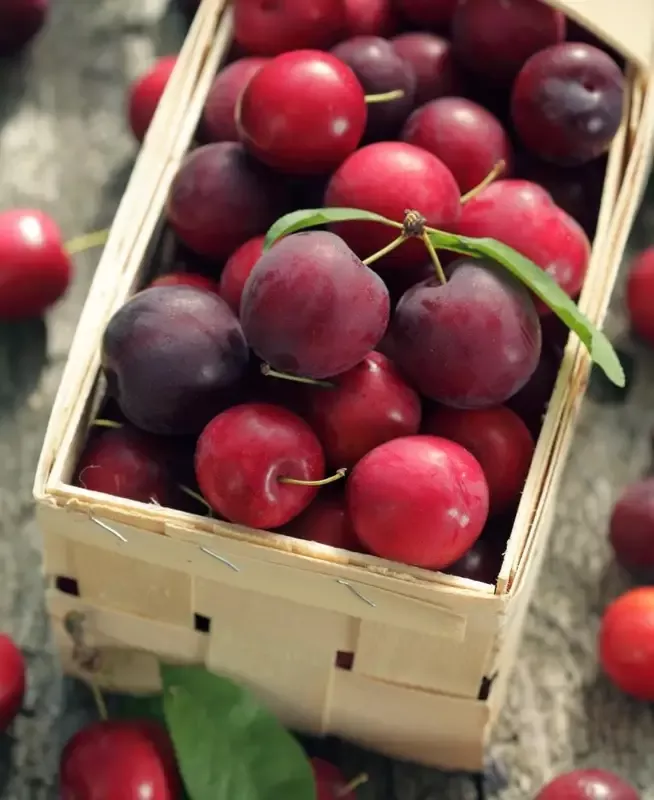 Nadia Cherry Plum